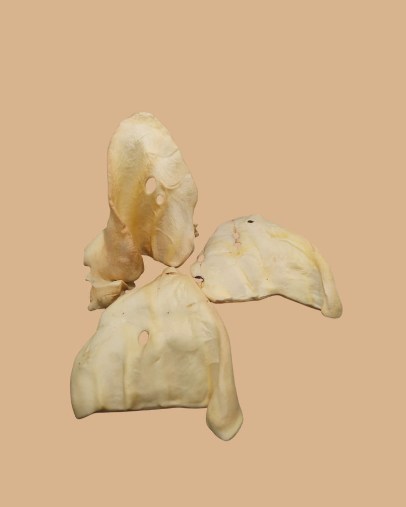 Oreja de Vaca de cuero - Art. 142