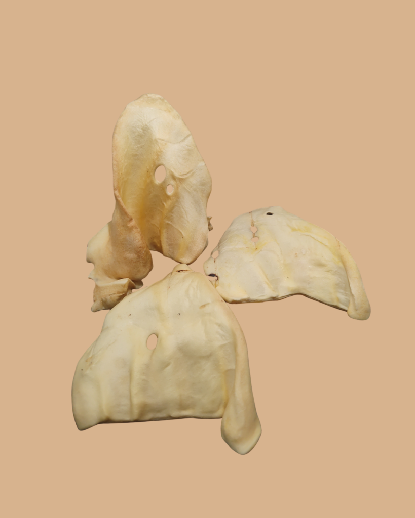 Oreja de vaca- Art. 142